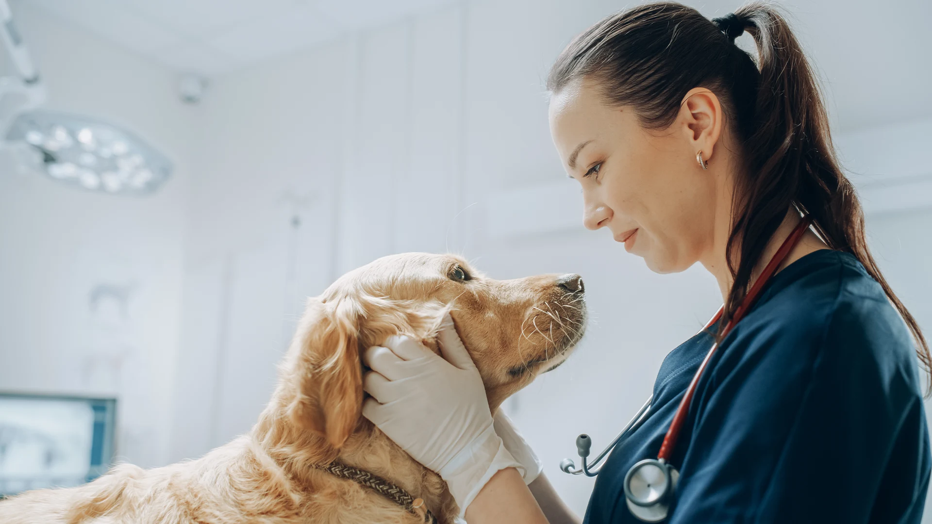 la sante de votre compagnon